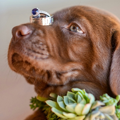 Wedding dog chaperone service Fetch and Flourish unleashes canine happiness