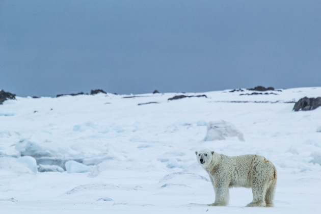 A polar bear surrounded by snow