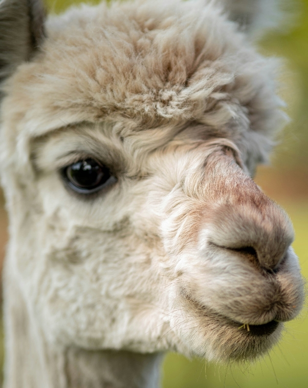 llama