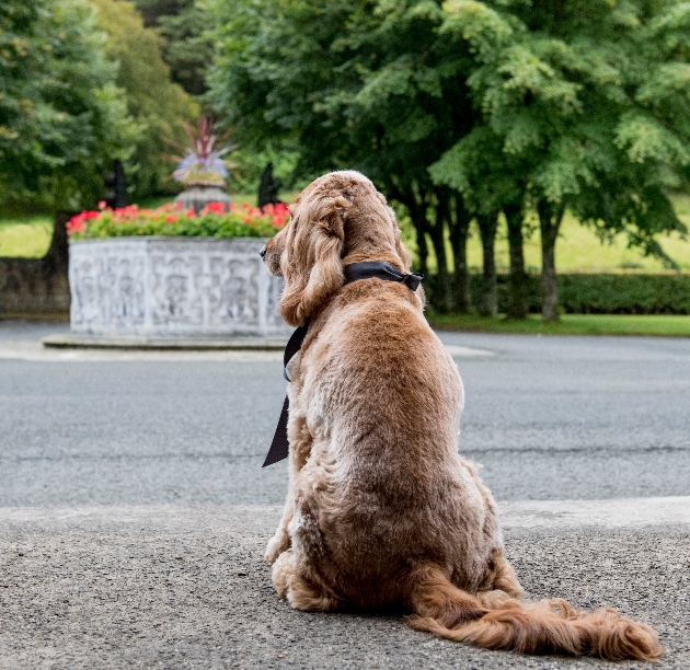 cocker spaniel looking out over gardens