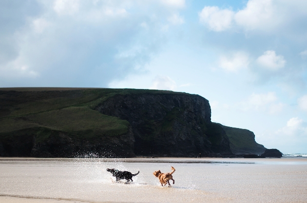 two dogs on beach